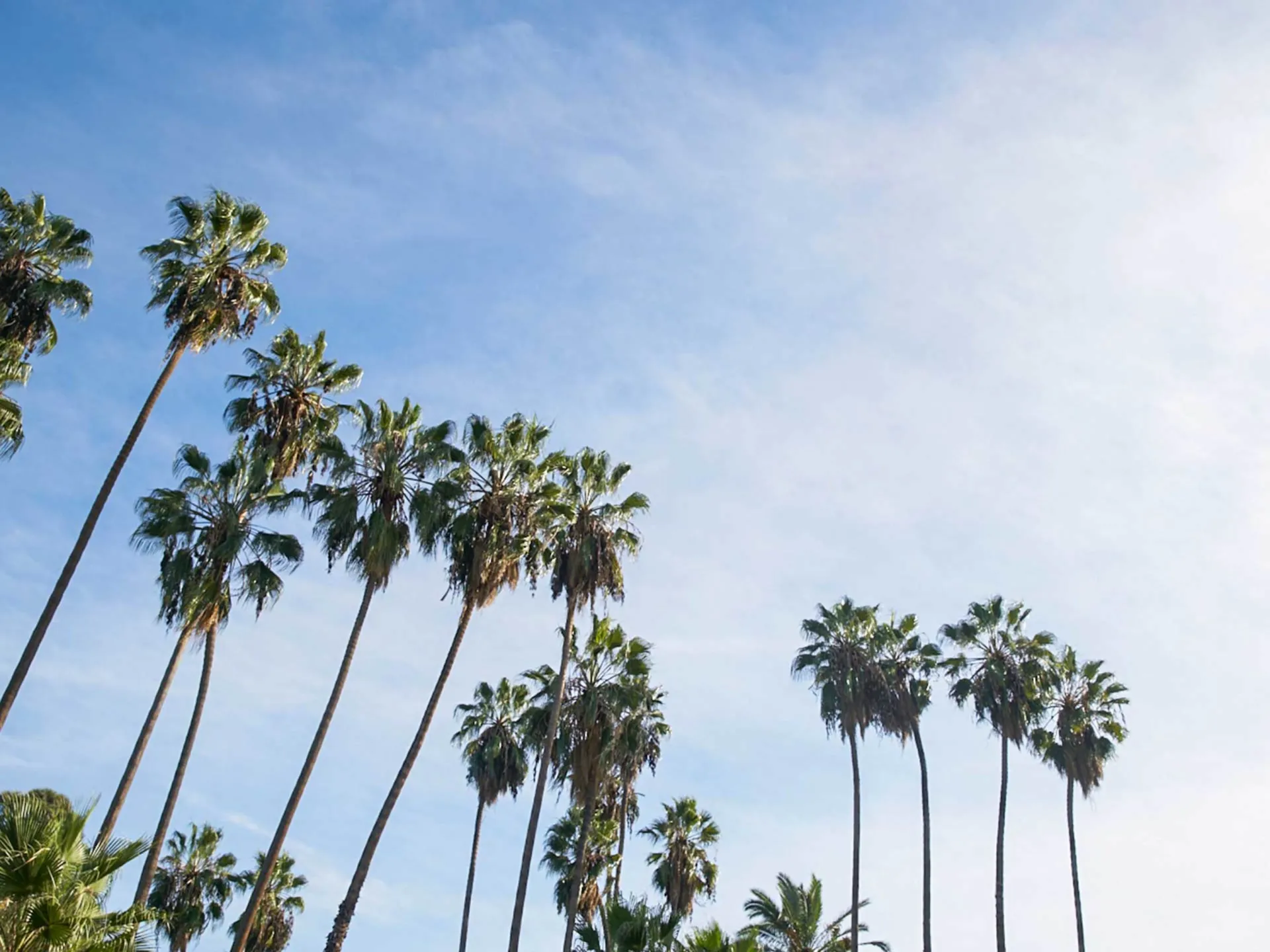 Primary image for Irv&#039;s Burgers