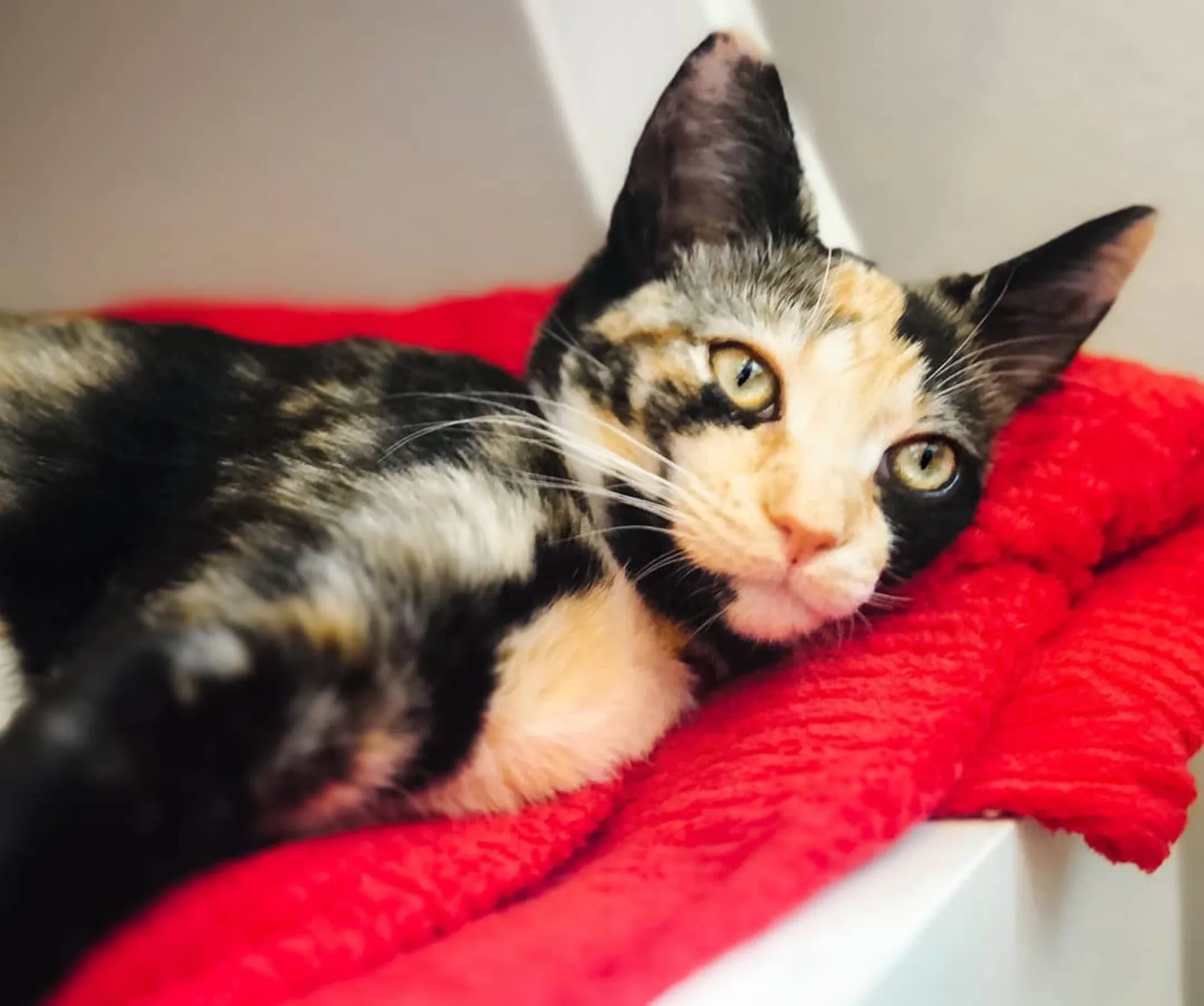 Twinkie at the Kitty Bungalow Charm School for Wayward Cats